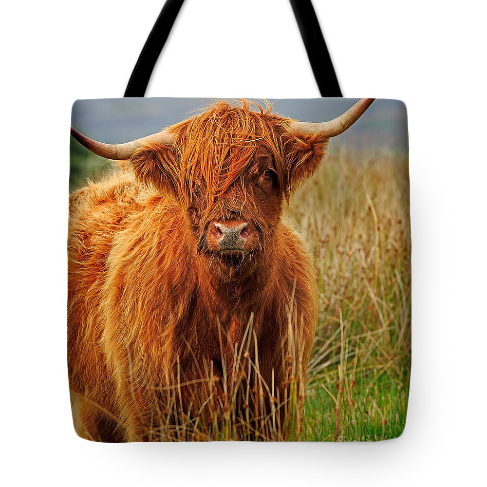Red Tote Bag featuring the photograph Red Highland Cow by Louise Heusinkveld