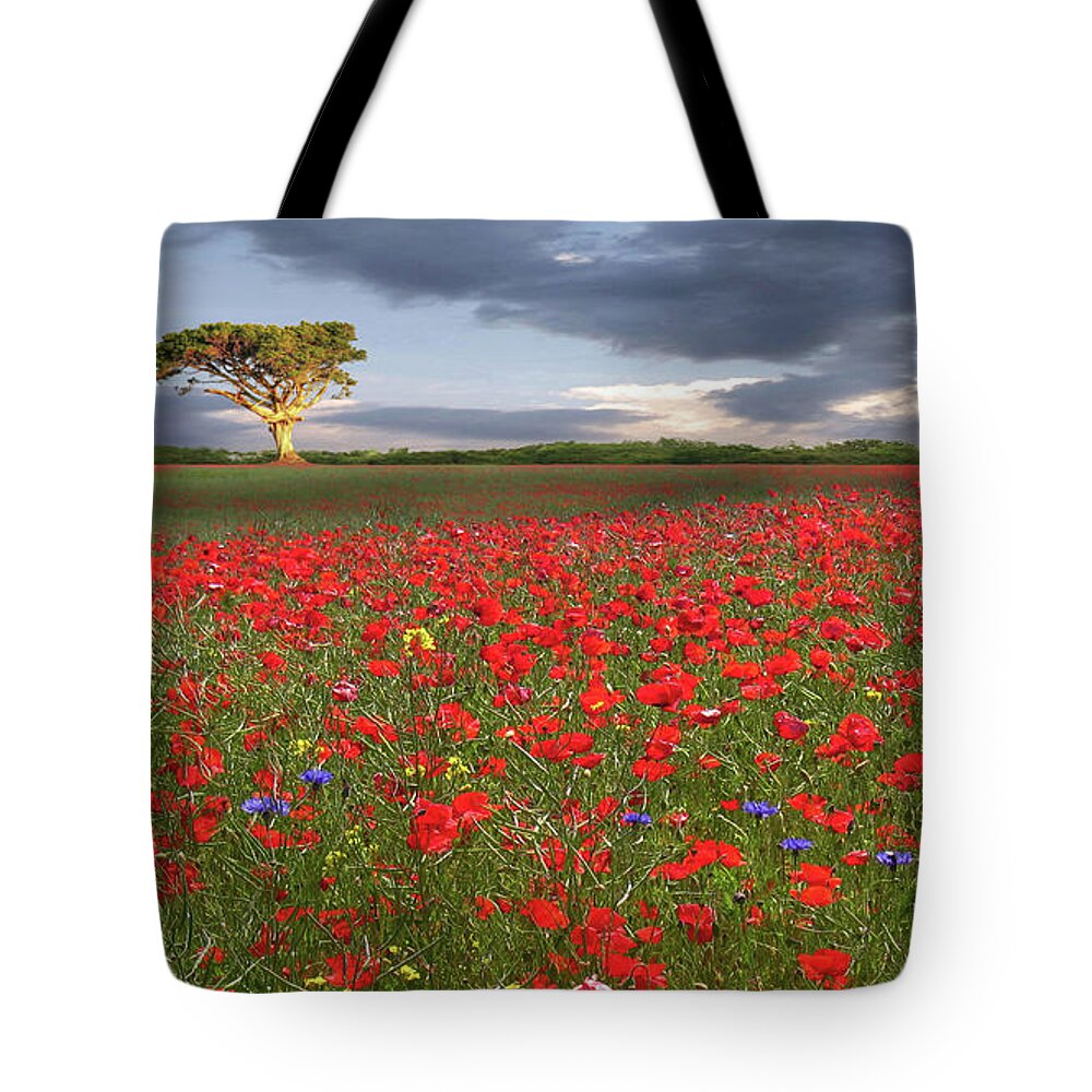Scenics Tote Bag featuring the photograph Red Hot Chili Poppies by Nick Brundle Photography