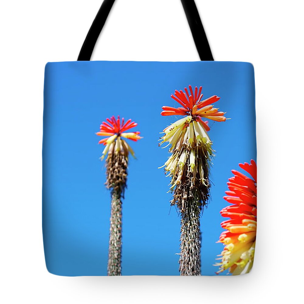Viewpoint Tote Bag featuring the photograph Red Hot Poker Or Torch Lily Kniphofia by Lazingbee