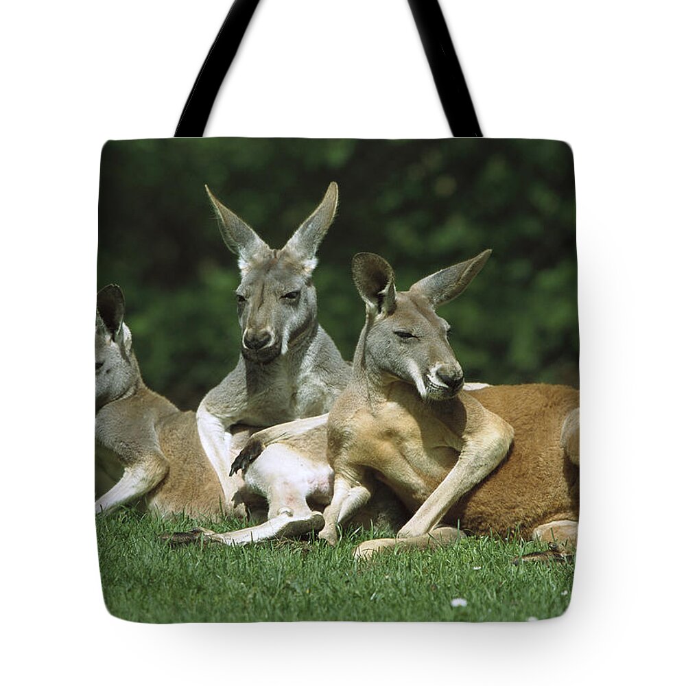Feb0514 Tote Bag featuring the photograph Red Kangaroo Trio Relaxing Australia by Konrad Wothe