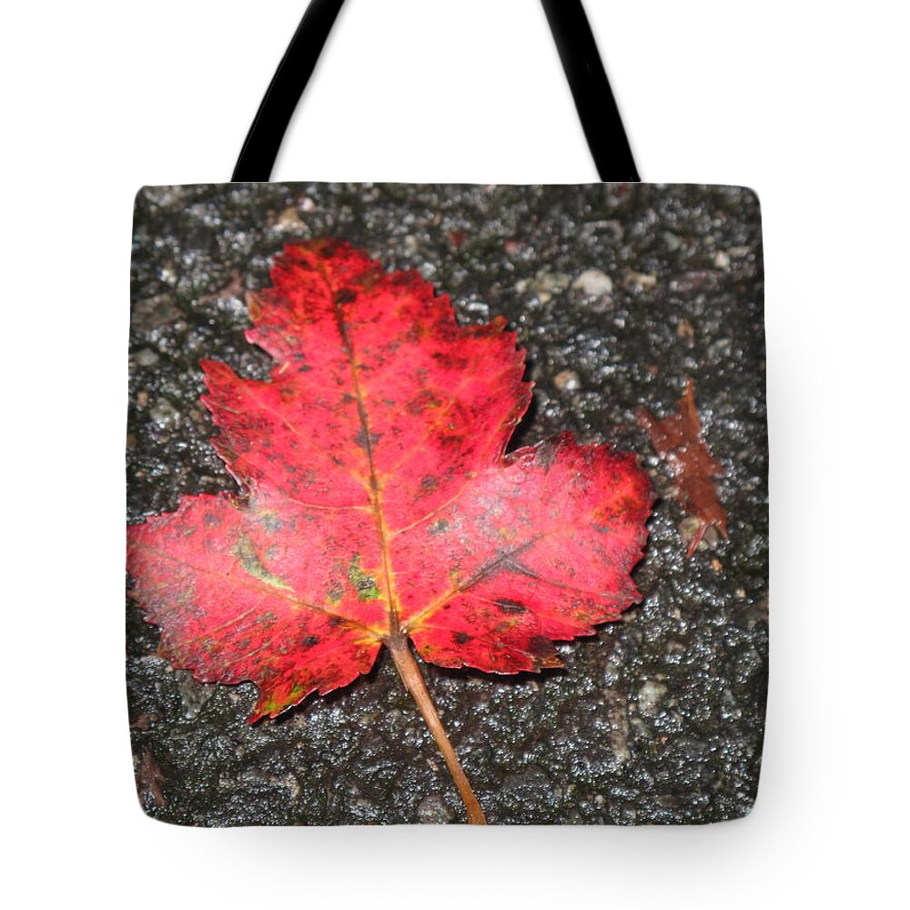 Leaves Tote Bag featuring the photograph Red Leaf on Pavement by Barbara McDevitt