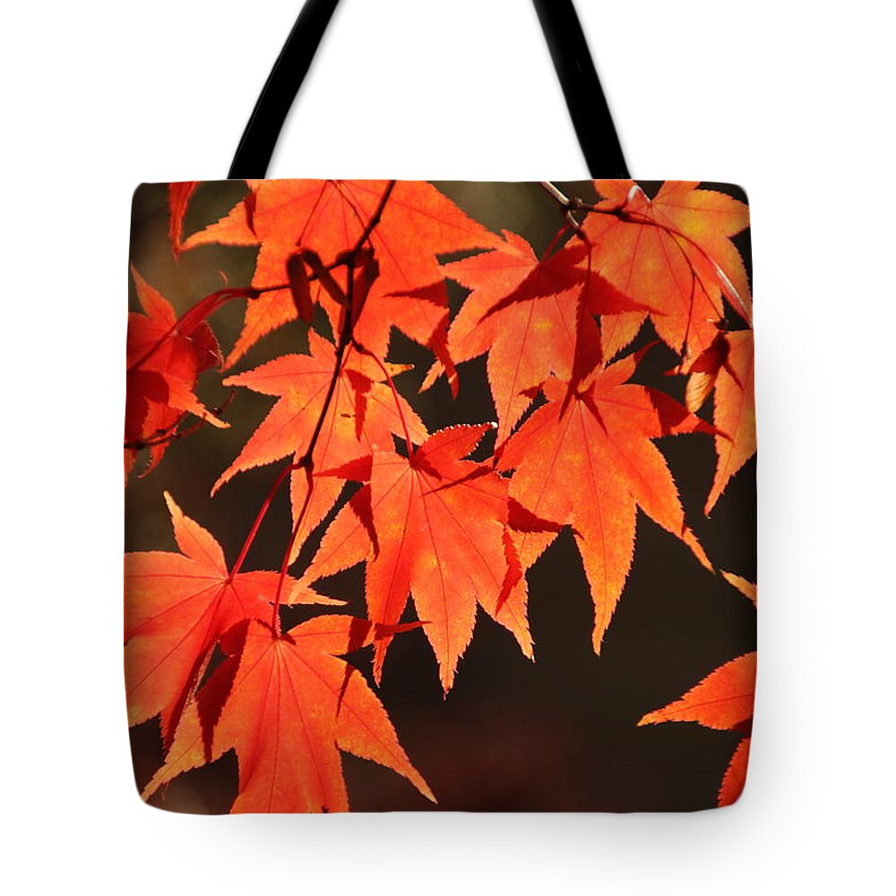 Japanese Maple Tree Tote Bag featuring the photograph Japanese Maple Leaves in Fall by Valerie Collins