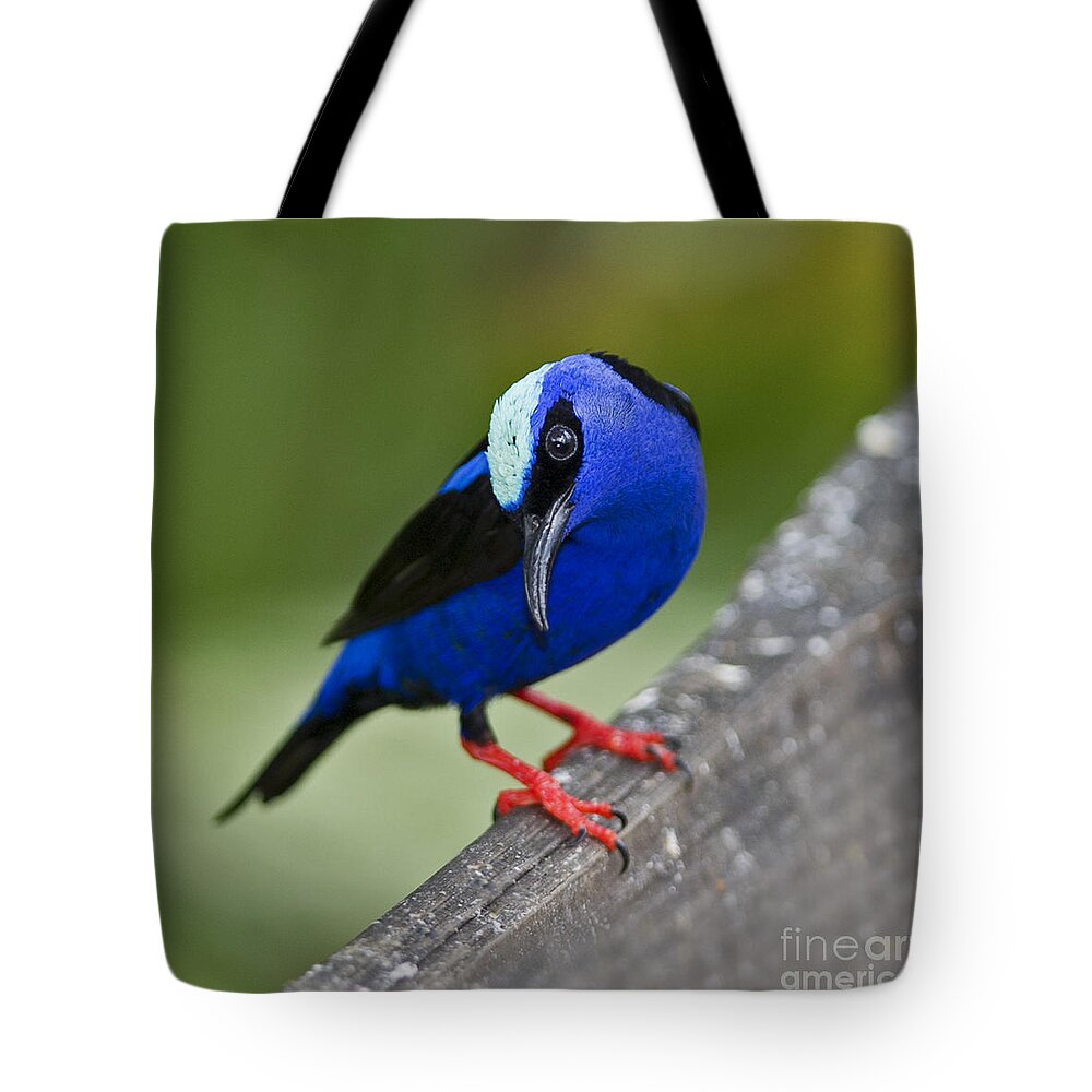 Red-legged Honeycreeper Tote Bag featuring the photograph Red-legged Honeycreeper.. by Nina Stavlund