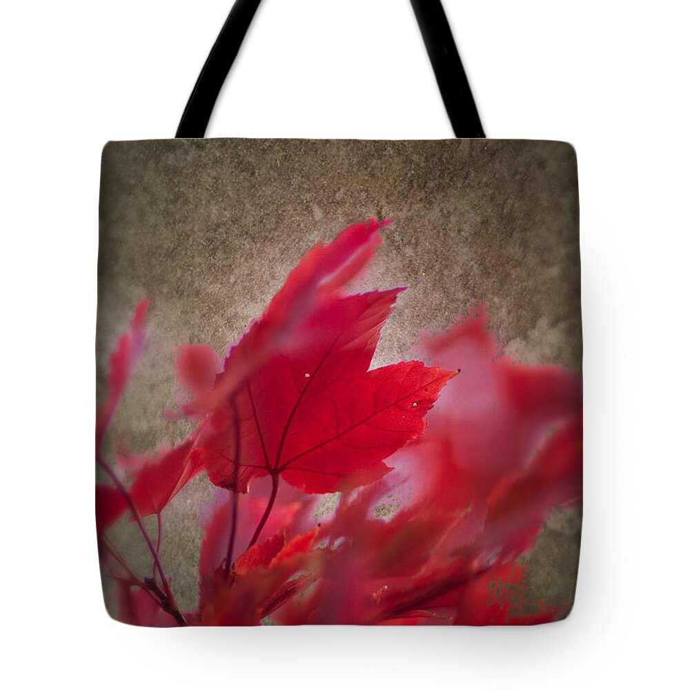 Artistic Fall Colors Tote Bag featuring the photograph Red Maple Dreams by Jeff Folger