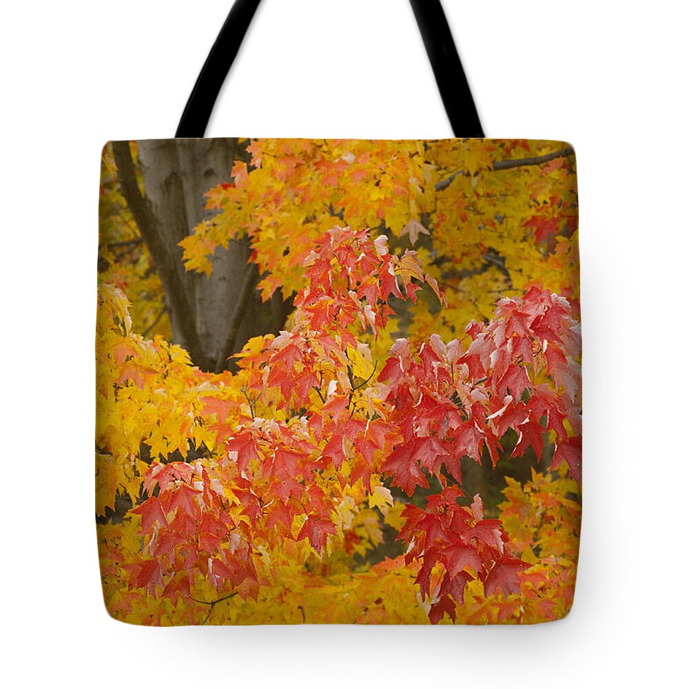 Red Tote Bag featuring the photograph Red on Yellow by Paul W Faust - Impressions of Light