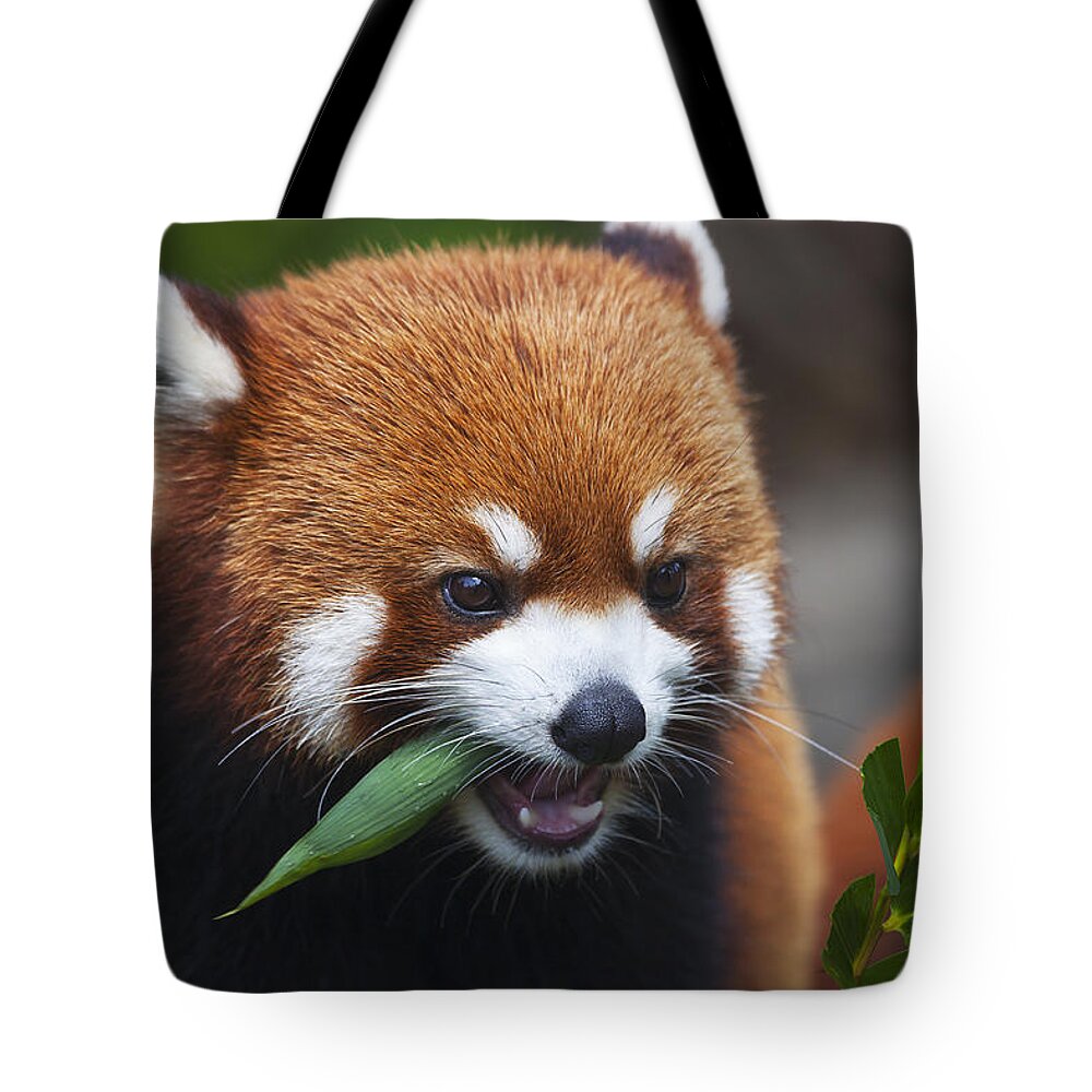 Far East Tote Bag featuring the photograph Red Panda _Ailurus fulgens_ or shining cat, is a small arboreal mammal and the only species of the genus Ailurus_ Guangdong, China by Dave Fleetham