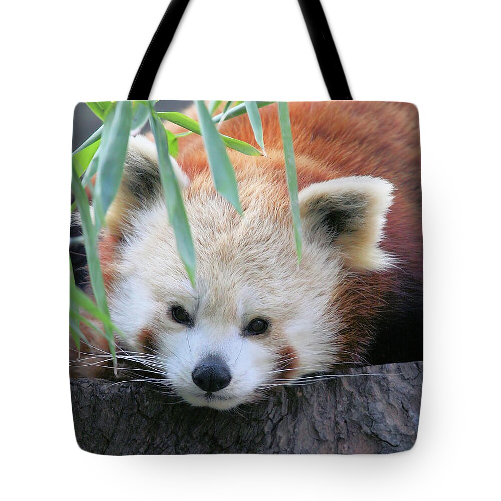 Red Panda Tote Bag featuring the photograph Red Panda by Karol Livote