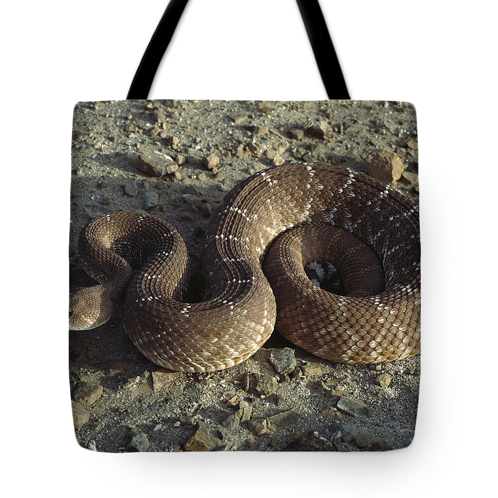 Feb0514 Tote Bag featuring the photograph Red Rattlesnake Baja California Mexico by Larry Minden