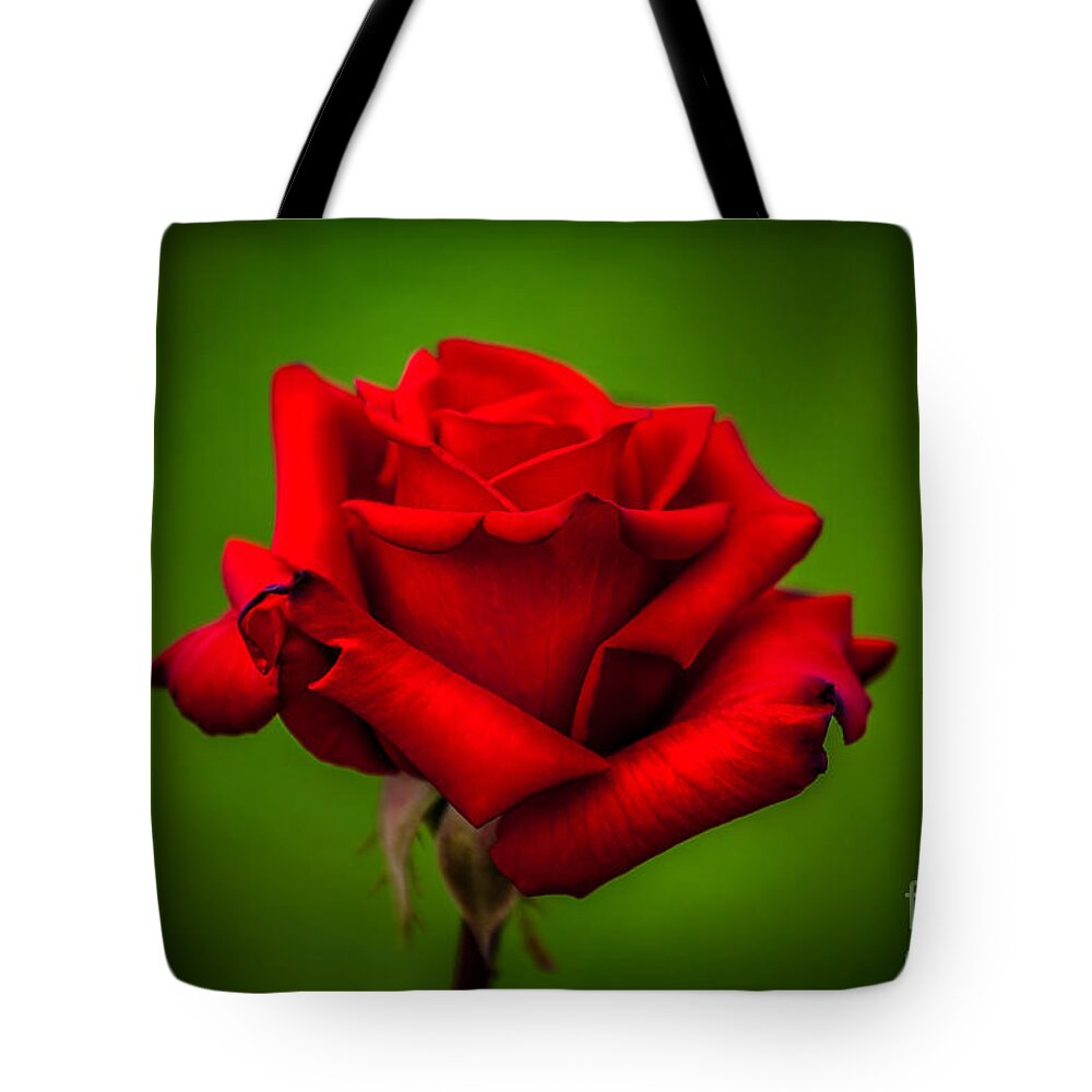 Spring Flowers Tote Bag featuring the photograph Red Rose Green Background by Az Jackson