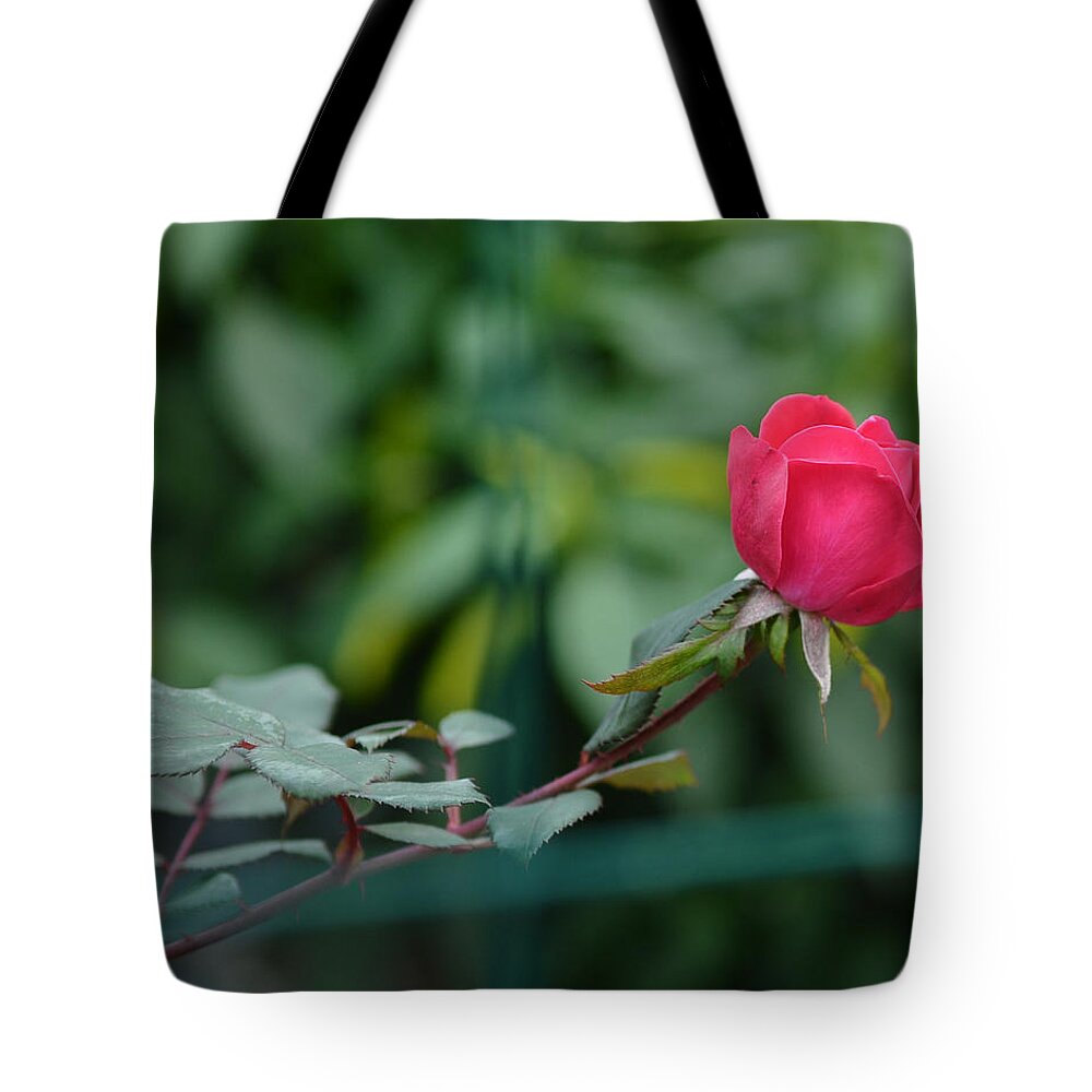 Rosa Berberfolia Tote Bag featuring the photograph Red Rose I by Lisa Phillips