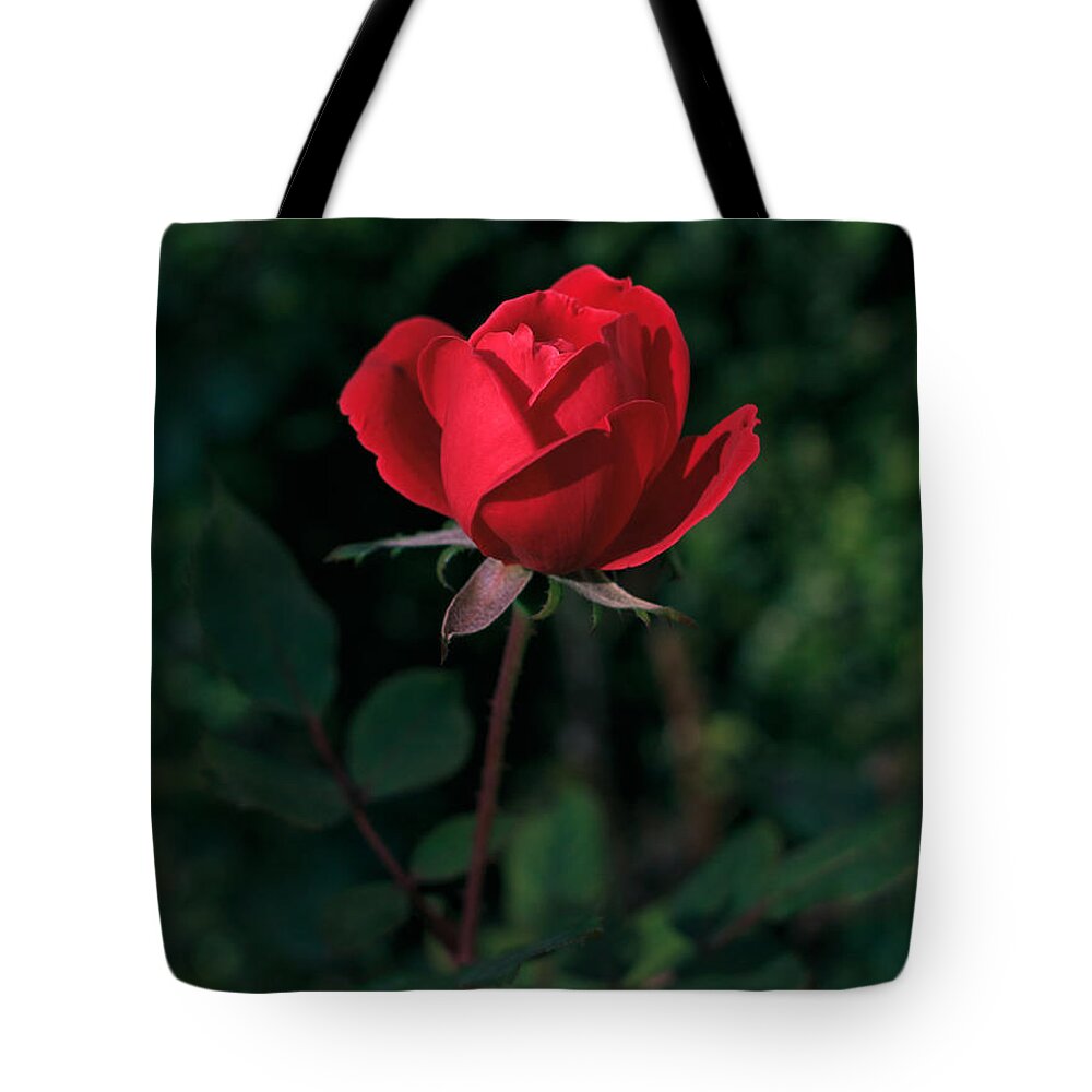 Red Rose Tote Bag featuring the photograph Red Rose of Love by Kathleen Scanlan