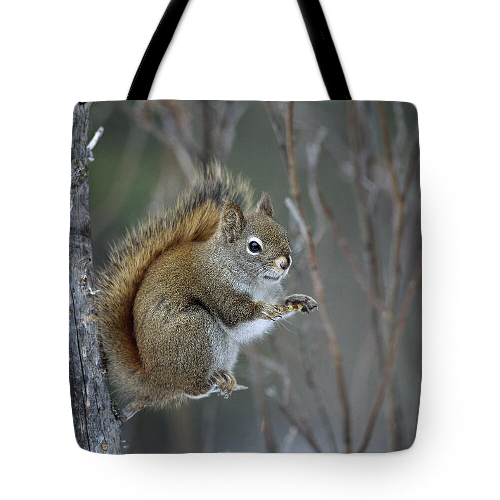 Feb0514 Tote Bag featuring the photograph Red Squirrel Feeding On Willows Alaska by Michael Quinton