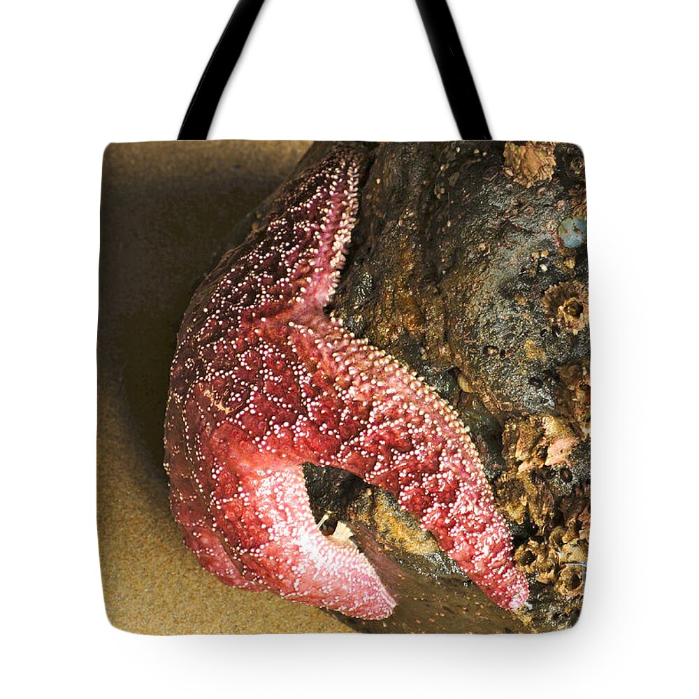 Wildlife Tote Bag featuring the photograph Red Star by Richard Gehlbach
