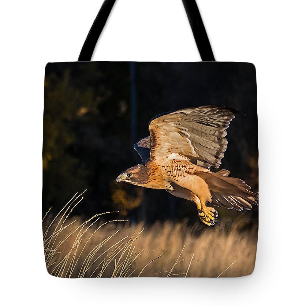 Red-tailed Tote Bag featuring the photograph Red-Tailed Hawk in Flight by Dawn Key