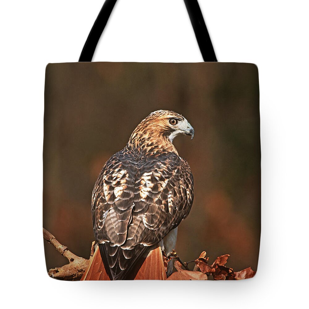 Feb0514 Tote Bag featuring the photograph Red-tailed Hawk New York by Tom Vezo