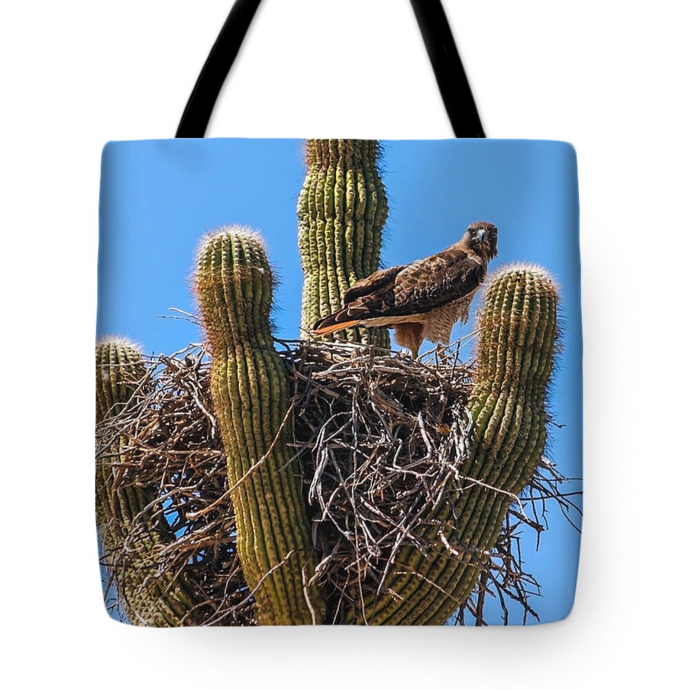 Buteo Jamaicensis Tote Bag featuring the photograph Red-tailed Hawk by Robert Bales