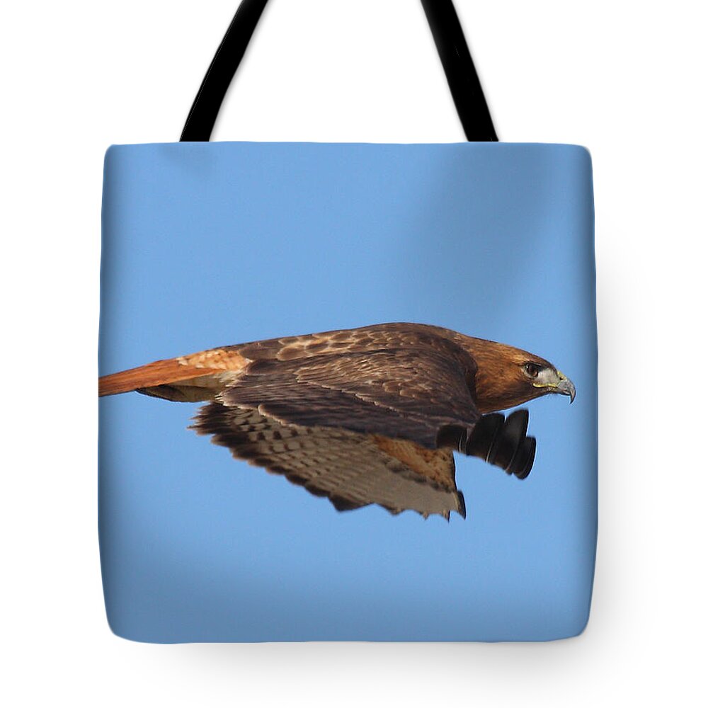 Nature Tote Bag featuring the photograph Red-tailed Hawk by Stephanie Salter