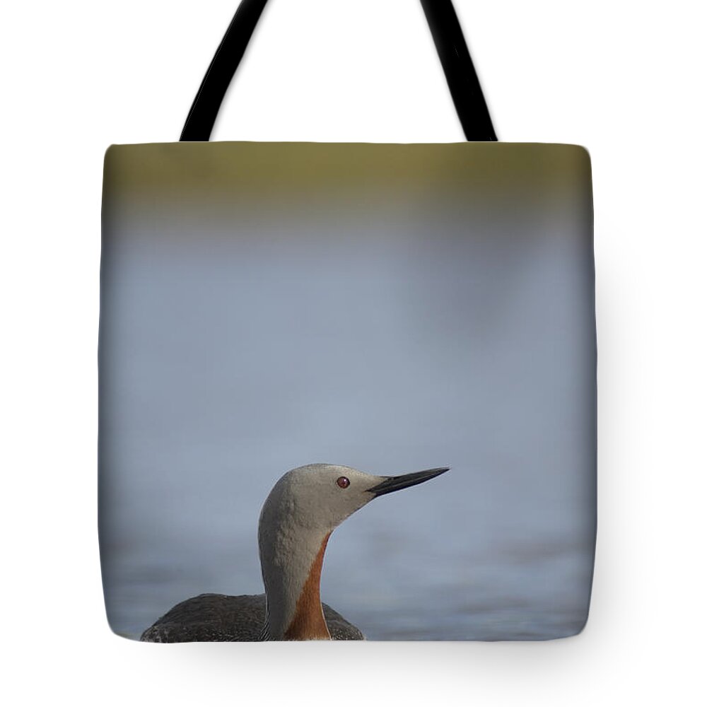 Feb0514 Tote Bag featuring the photograph Red-throated Loon In Water Alaska by Michael Quinton
