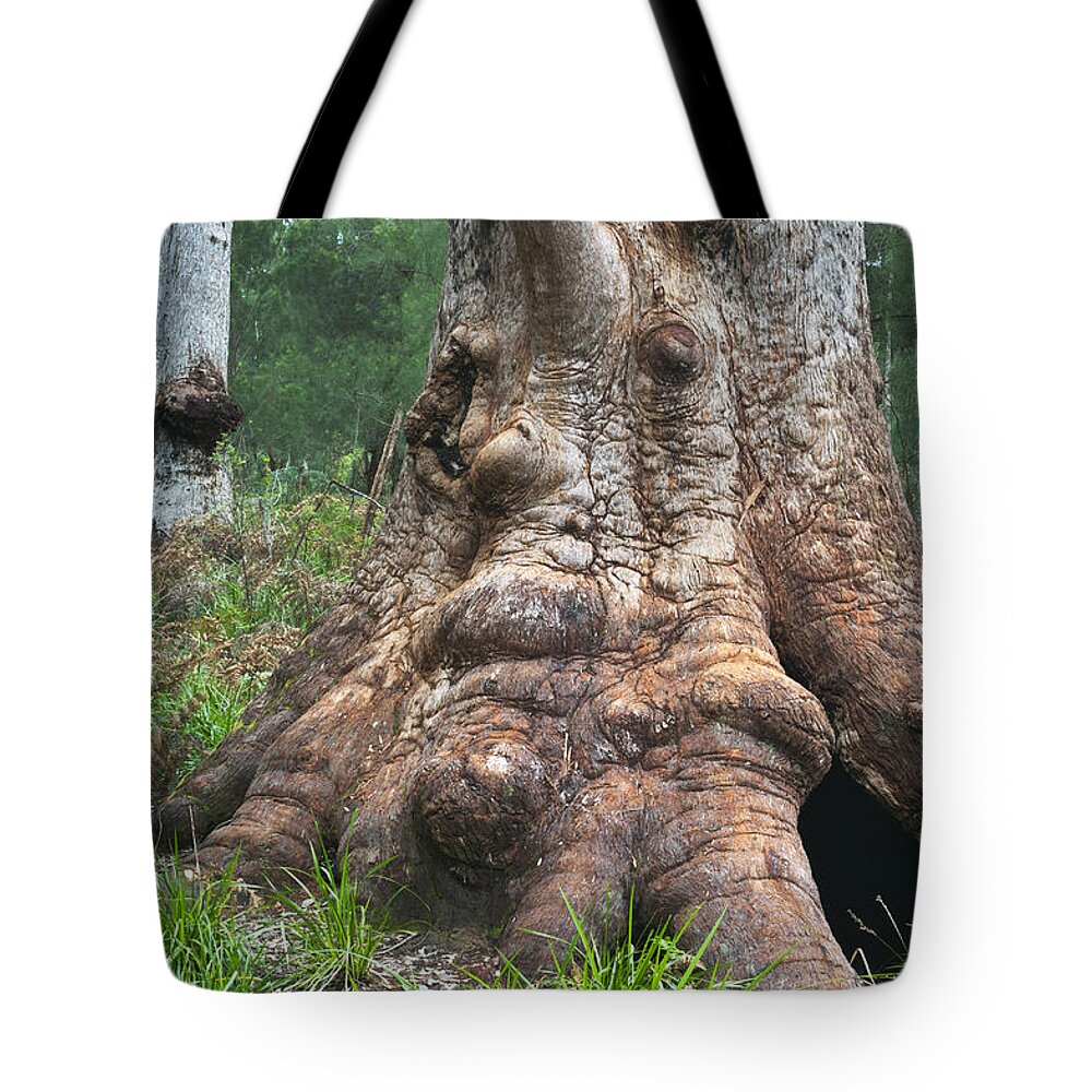 531576 Tote Bag featuring the photograph Red Tingle Tree Walpole-nornalup by Kevin Schafer