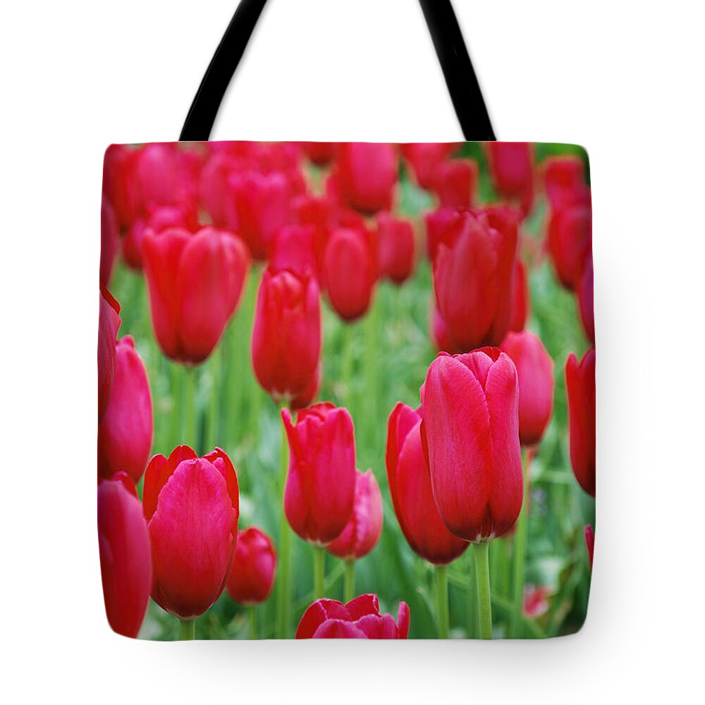 Tulip Tote Bag featuring the photograph Red Tulips by Jennifer Ancker