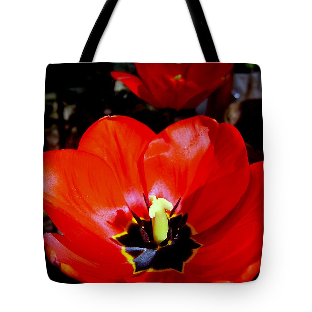 Red Tulip Tote Bag featuring the photograph Red Tulips by Nina Ficur Feenan