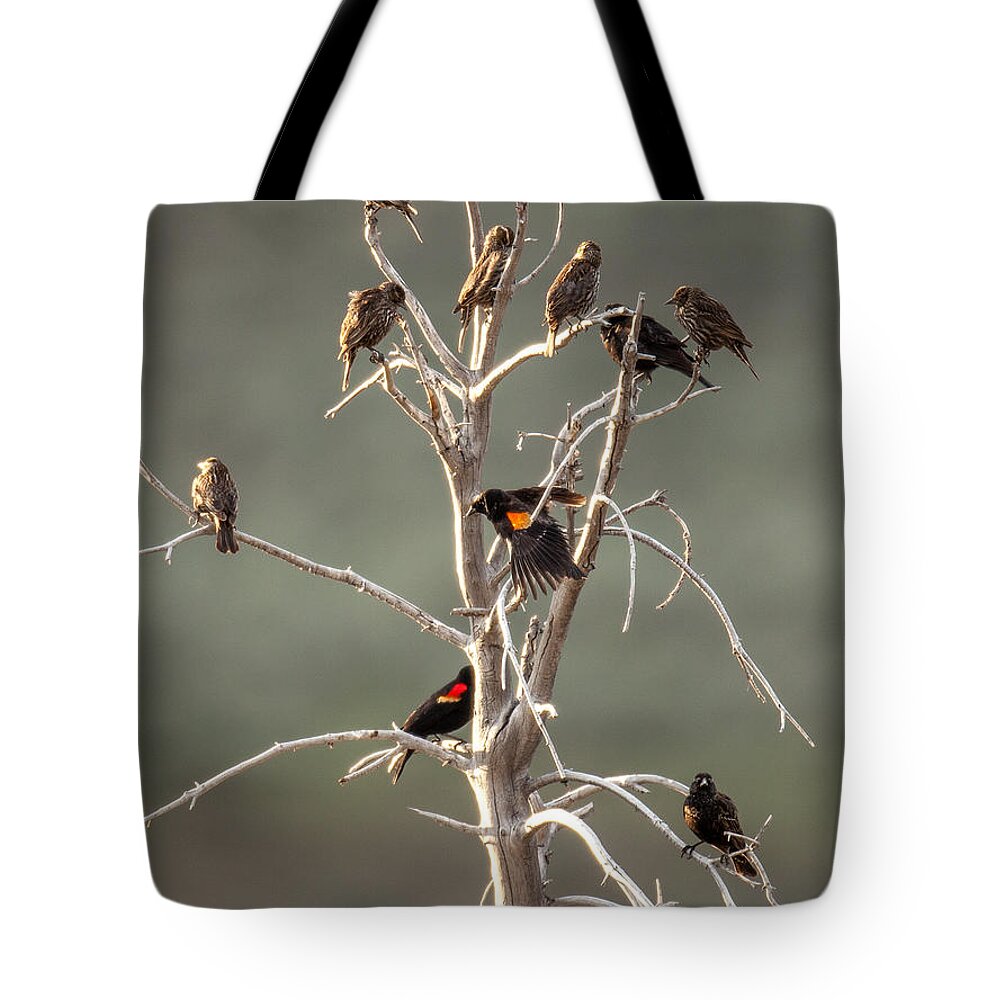 Bird Tote Bag featuring the photograph Red Wing Gathering by Kevin Dietrich