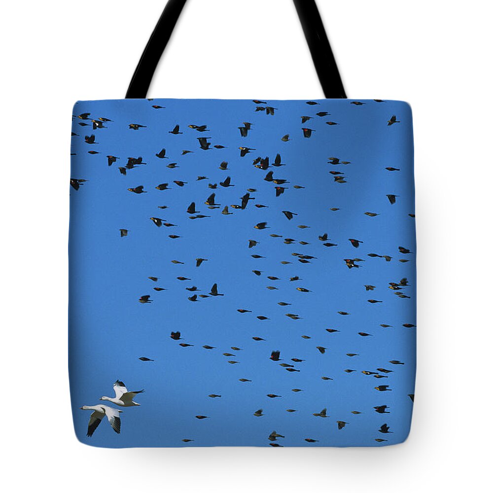 Feb0514 Tote Bag featuring the photograph Red-winged And Yellow-headed Blackbirds by Konrad Wothe