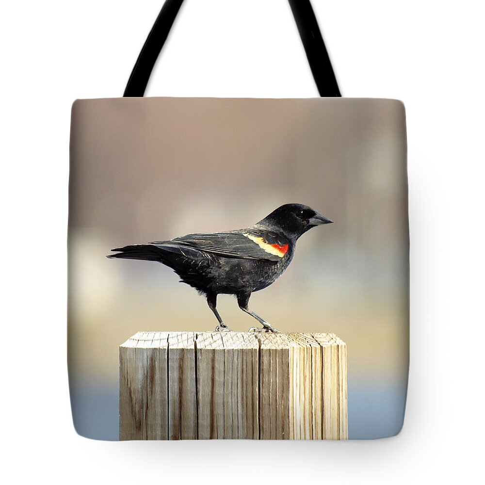 Red Winged Blackbird Tote Bag featuring the photograph Red Winged Blackbird by Thomas Young