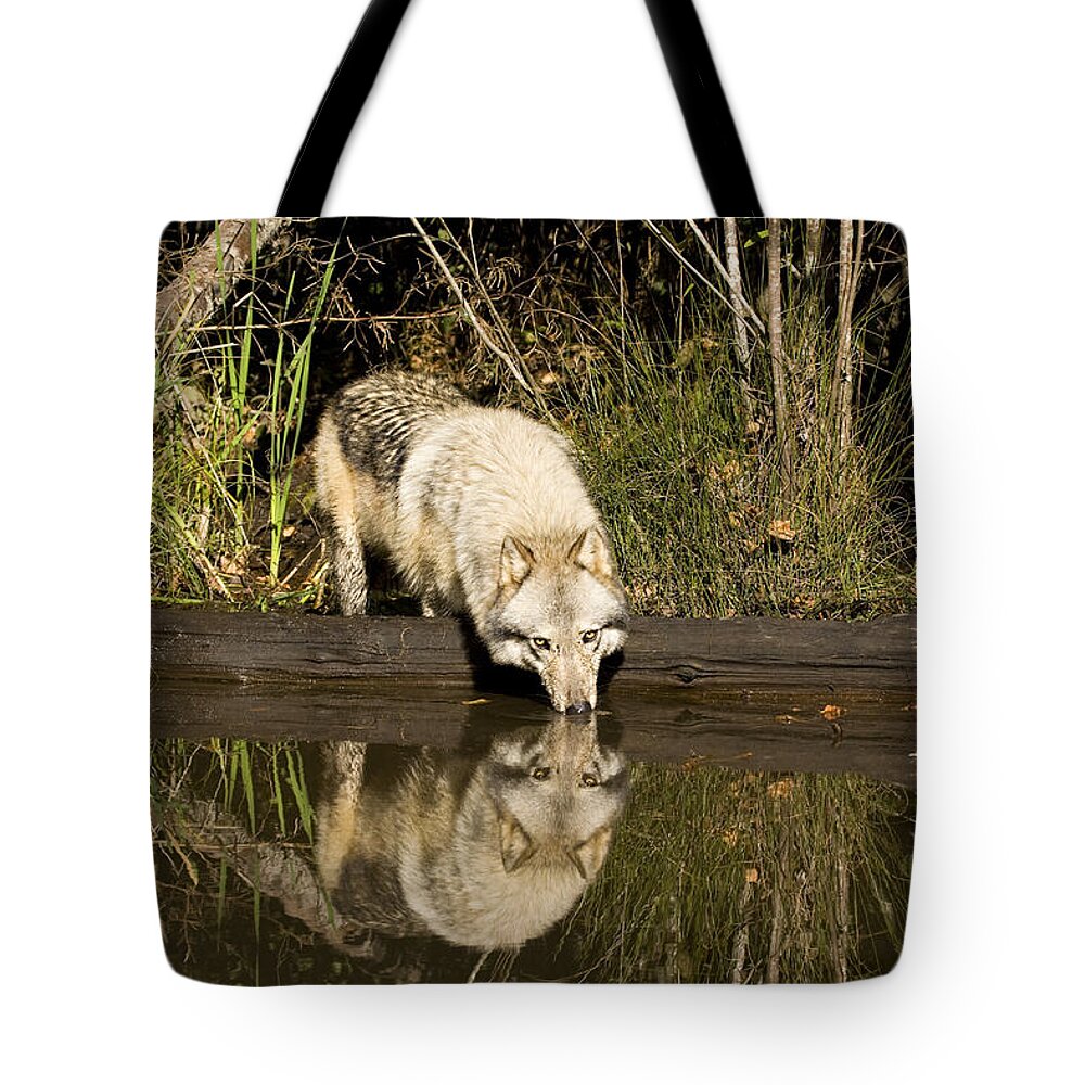 Wolf Tote Bag featuring the photograph Refreshment by Jack Milchanowski
