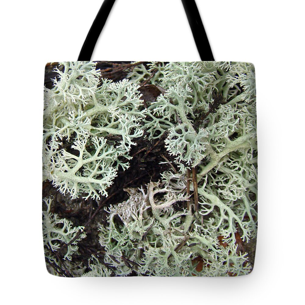Lichen Tote Bag featuring the photograph Reindeer Lichen - Cladonia rangiferina by Carol Senske