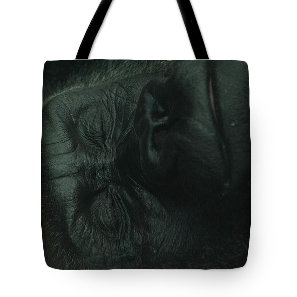 Lion Tote Bag featuring the photograph Relaxing Silver Back Gorilla at The Buffalo Zoo by Michael Frank Jr
