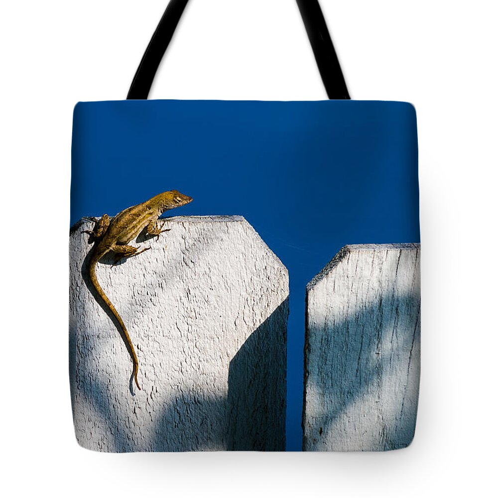 Anolis Sagrei Tote Bag featuring the photograph Reptile on a Fence by Ed Gleichman