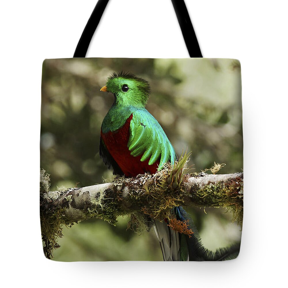 Feb0514 Tote Bag featuring the photograph Resplendent Quetzal Male Costa Rica by Hiroya Minakuchi