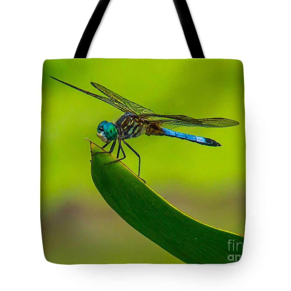 Animals Tote Bag featuring the photograph Resting Dragonfly by Nick Zelinsky Jr