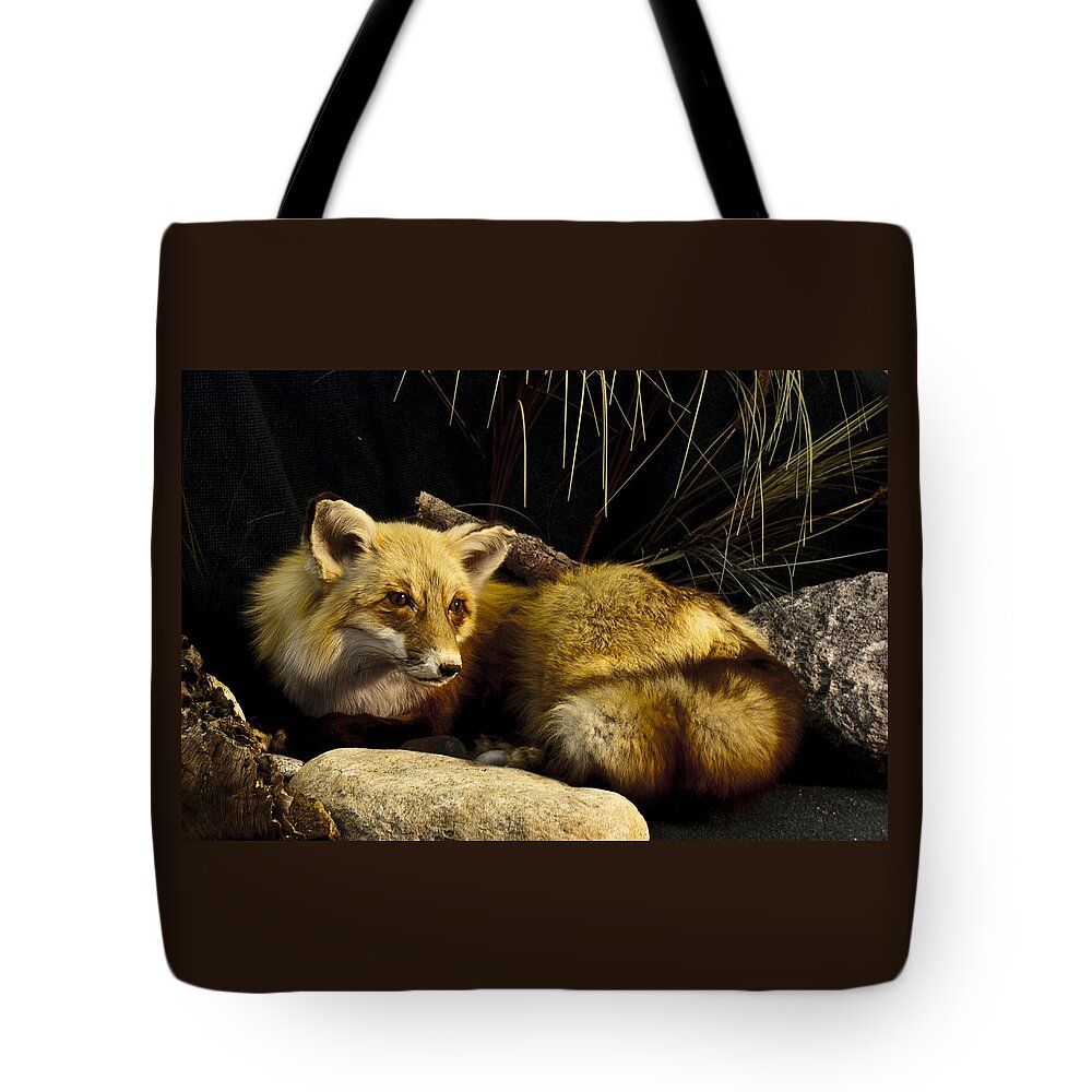 Fox Tote Bag featuring the photograph Resting fox by Suanne Forster