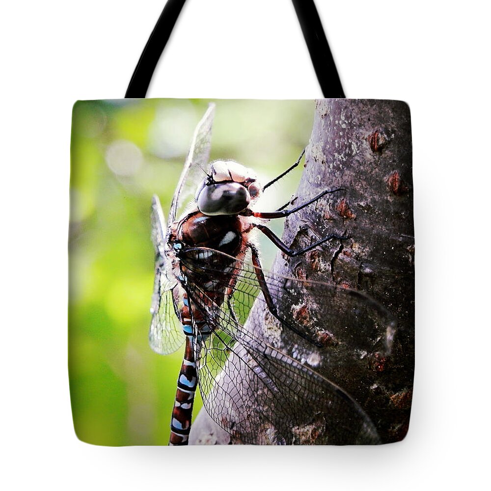 Resting Tote Bag featuring the photograph Resting in Sunshine by Zinvolle Art