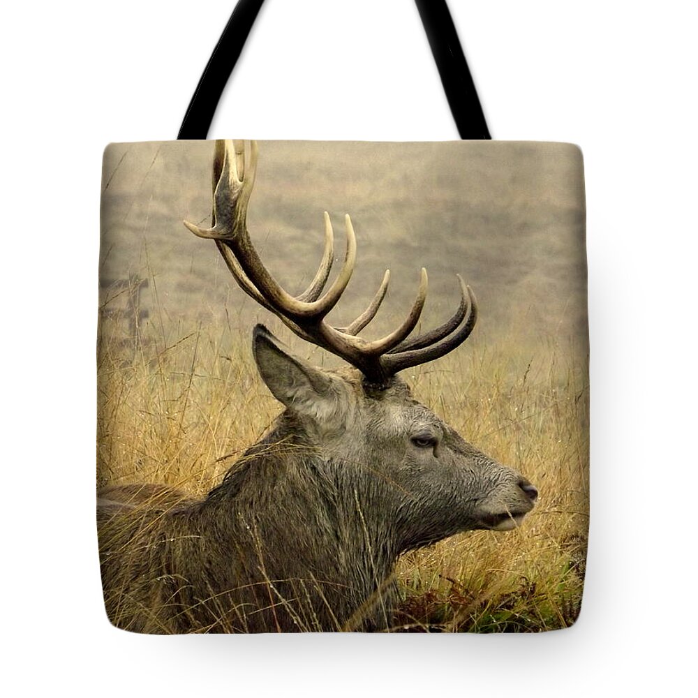 Bradgate Park Tote Bag featuring the photograph Resting stag by Linsey Williams