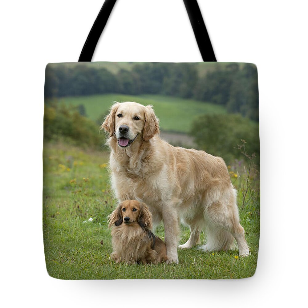Dog Tote Bag featuring the photograph Retriever And Dachshund by John Daniels