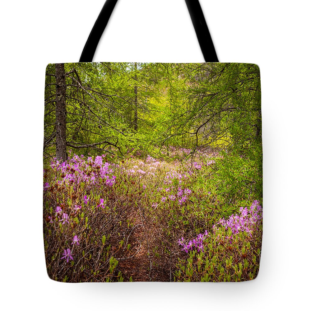 Acadia National Park Tote Bag featuring the photograph Rhodora Bloom in Acadia by Susan Cole Kelly