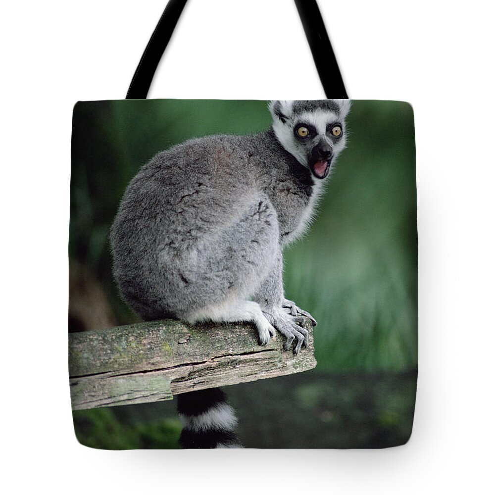 Feb0514 Tote Bag featuring the photograph Ring-tailed Lemur Calling by Gerry Ellis