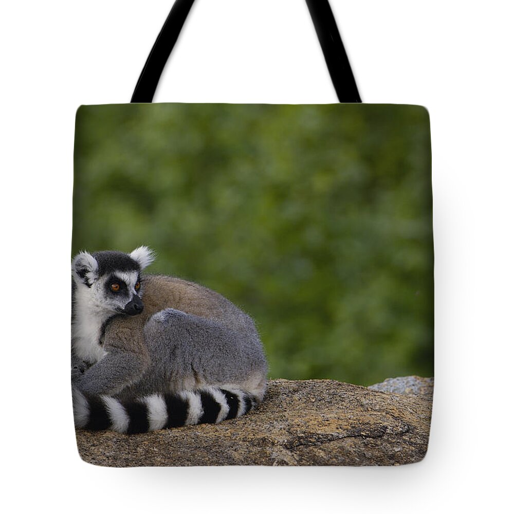 Feb0514 Tote Bag featuring the photograph Ring-tailed Lemur Resting On Rocks by Pete Oxford