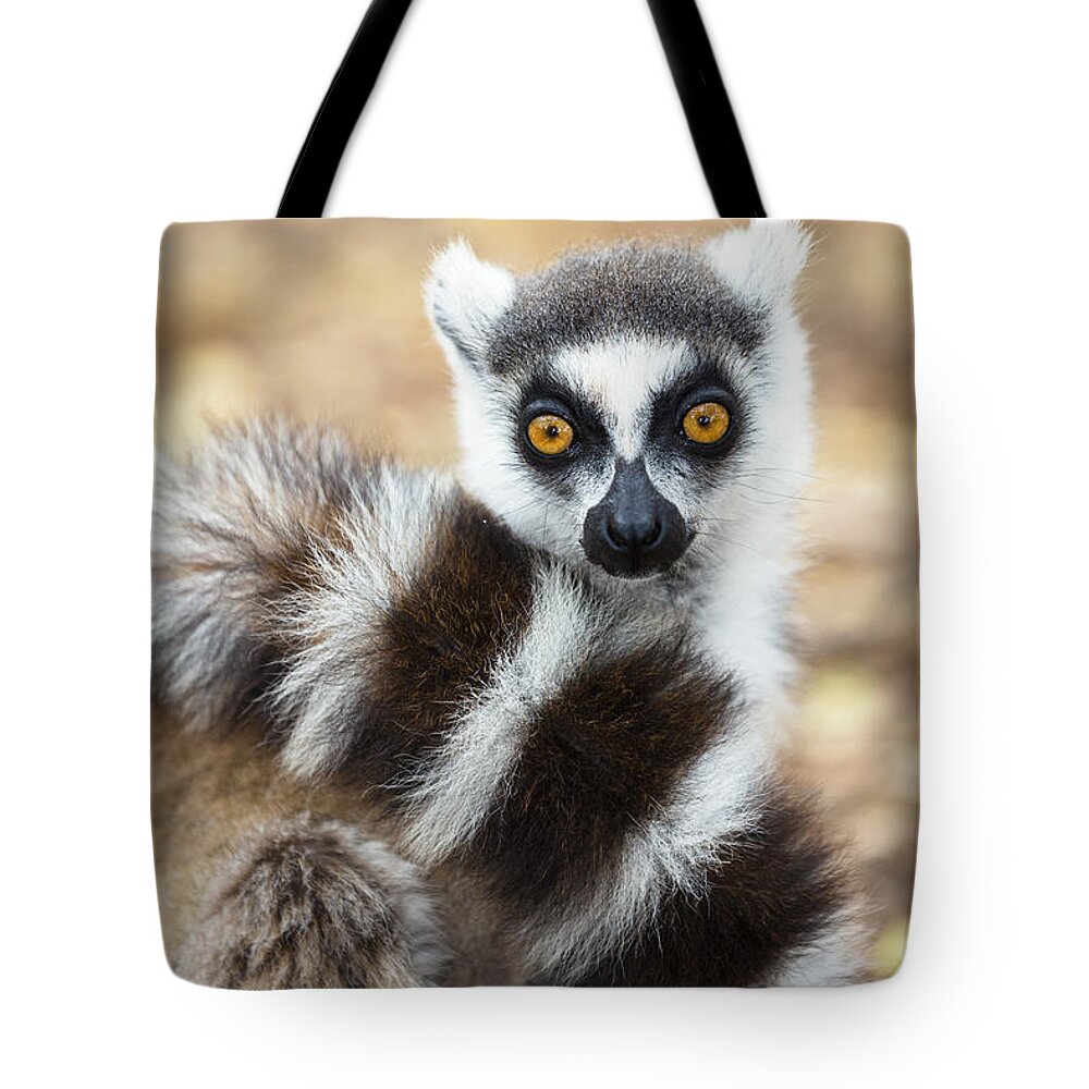 Feb0514 Tote Bag featuring the photograph Ring Tailed Lemur Wrapped In Tail by Konrad Wothe