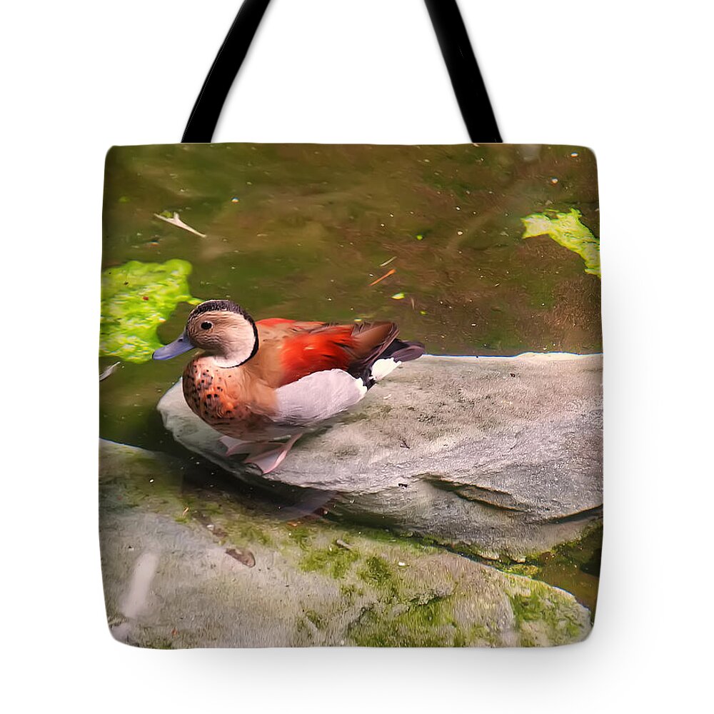 Bird Tote Bag featuring the photograph Ringed Teal on a rock by Flees Photos