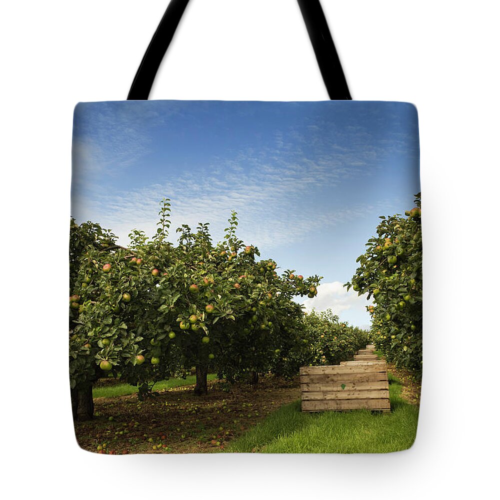 Tranquility Tote Bag featuring the photograph Ripe For Picking by Photograph Taken By Alan Hopps