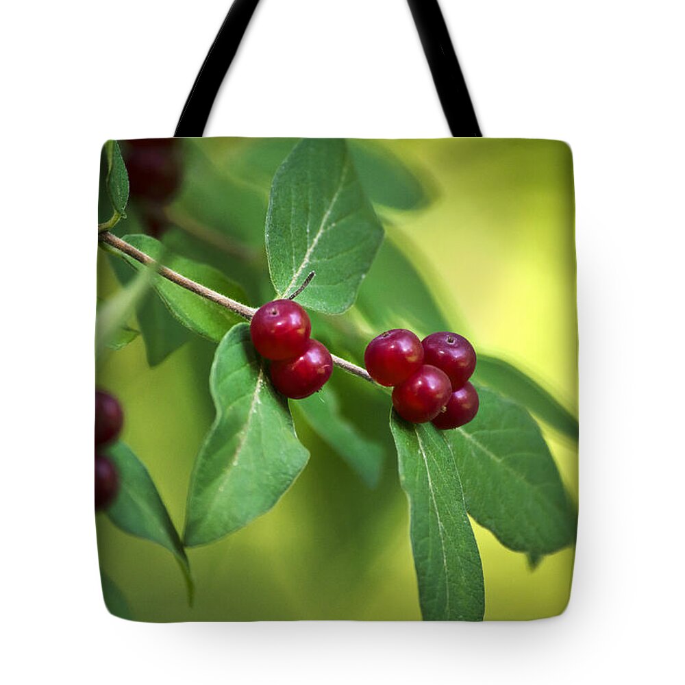 Red Berries Tote Bag featuring the photograph Red Honeysuckle Berries by Christina Rollo