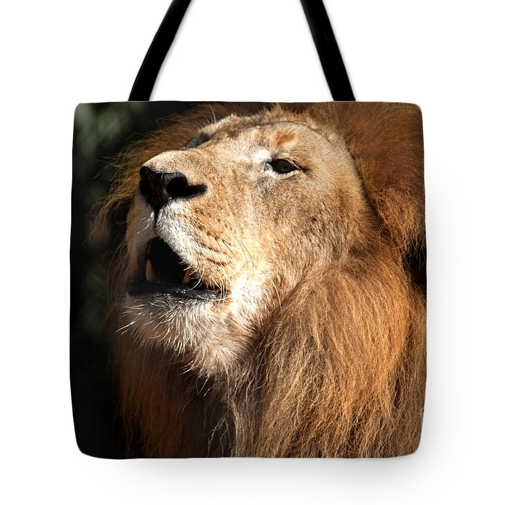 Lion Tote Bag featuring the photograph Roar - African Lion by Meg Rousher