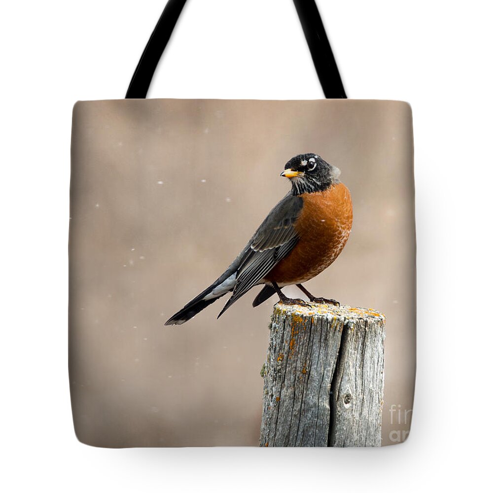Robin Tote Bag featuring the photograph Robin in Snowfall by Shannon Carson