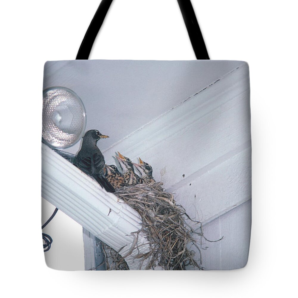 Adult With Chicks Tote Bag featuring the photograph Robin Nest by Eunice Harris