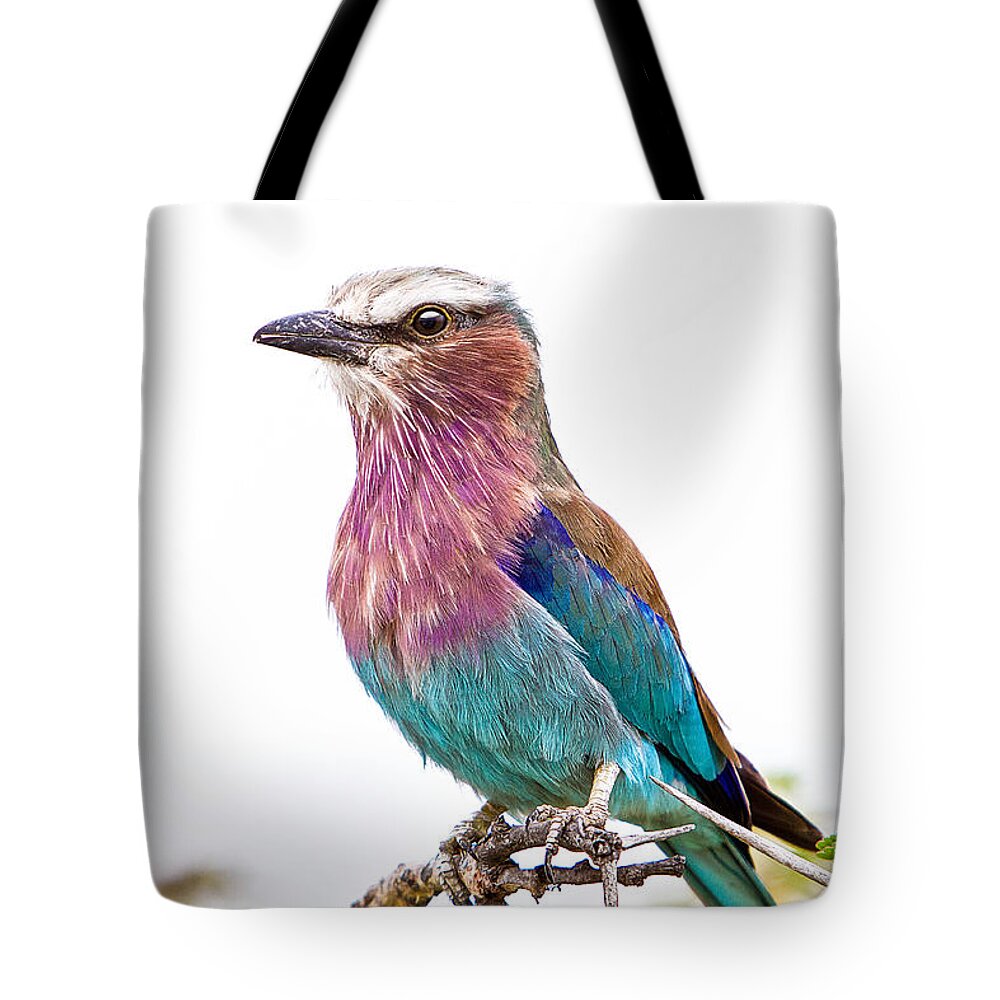 Africa Tote Bag featuring the photograph Roller On A Thorn by Mike Gaudaur