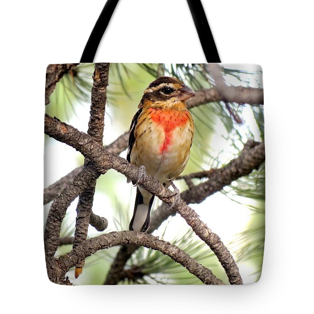 Colorado Tote Bag featuring the photograph Rose-breasted Grosbeak by Marilyn Burton